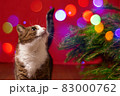 funny pet cat looking at colored lights bokeh on red christmas background 83000762