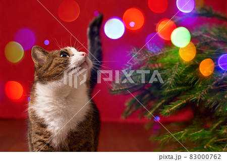 funny pet cat looking at colored lights bokeh on red christmas background 83000762
