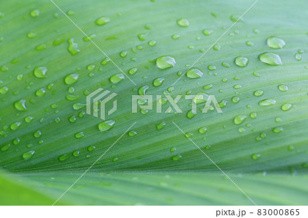 Bright green leaves and have droplet water in the morning air. Bright green leaves and have droplet water in the morning air. 83000865