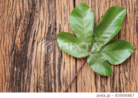 Five-pointed green leaves on brown wooden background. 83000867