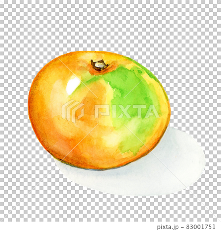 みかん 影付き【手描き水彩画】のイラスト素材 [83001751] - PIXTA