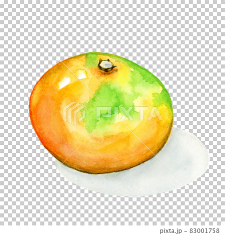 みかん 影付き【手描き水彩画】のイラスト素材 [83001758] - PIXTA
