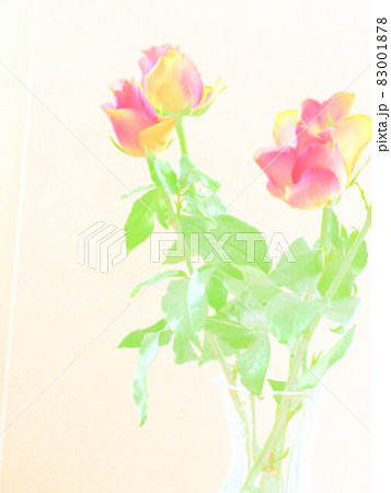 華麗な薔薇の花 83001878