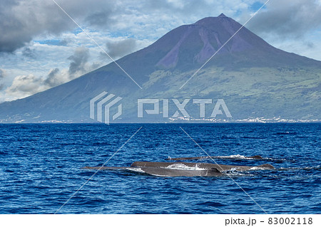 Sperm whale in atlantic ocean in front of Pico Volcano island Sperm whale in atlantic ocean in front of Pico Volcano island 83002118