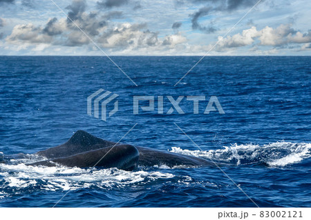 Sperm whale in atlantic ocean 83002121