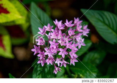 ペンタス（むらさきの花びら） 83002267