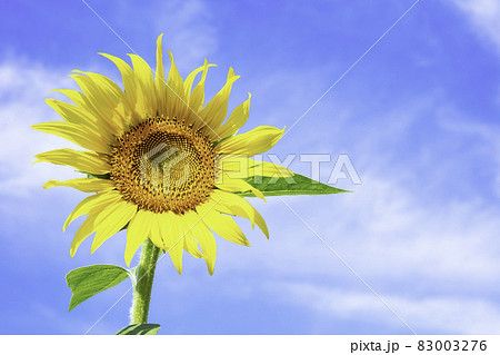 綺麗に咲くひまわり 83003276