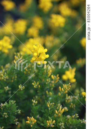 エニシダの花 エニシダの花 83004264