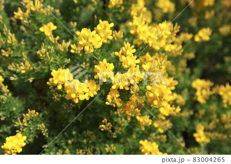 エニシダの花 エニシダの花 83004265
