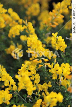 エニシダの花 83004268