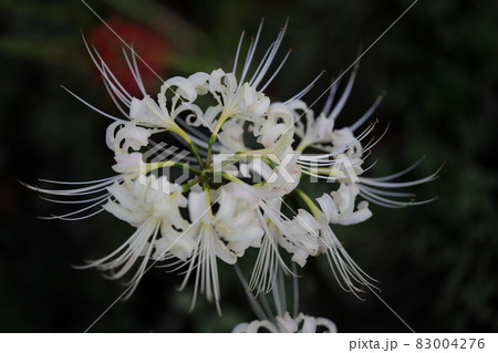 ヒガンバナ 83004276