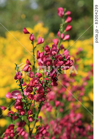 エニシダの花 エニシダの花 83004299