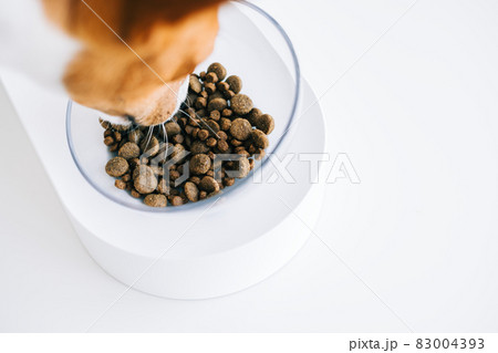 basenji dog eating feed from bowl isolated on white background 83004393