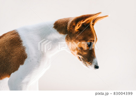 Portrait of red white basenji dog isolated on white background and looking down in sunlight... 83004399