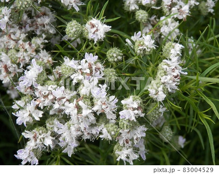 マウンテンミント 細葉の写真素材