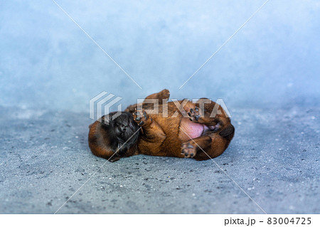 a sleeping newborn puppy of the Brussels Griffon breed of red color lies on a gray background with closed eyes a sleeping newborn puppy of the Brussels Griffon breed of red color lies on a gray background with closed eyes 83004725