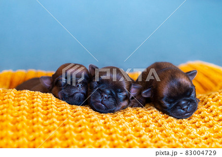 three newborn puppies brussels griffon sleeping on a blanket three newborn puppies brussels griffon sleeping on a blanket 83004729