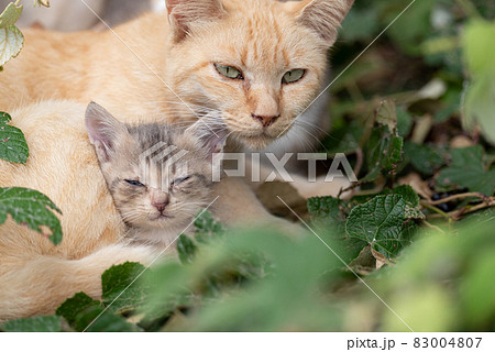 愛情たっぷり 猫の親子の写真素材 [83004807] - PIXTA