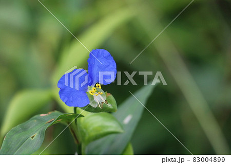 アップで見るとひょうきんなツユクサ 83004899