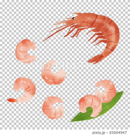 えびのむき身の手描きイラスト 83004947