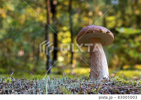 edible thin porcini mushroom in nature edible thin porcini mushroom in nature 83005003