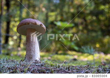edible thin porcini mushroom in forest 83005004
