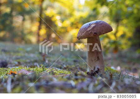edible thin porcini mushroom grow in wood 83005005
