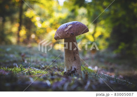 edible thin porcini mushroom grow in forest 83005007