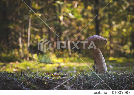 edible thin mushroom grow in wood 83005008