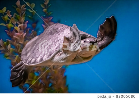 Sea turtle Carettochelys insculpta swims in blue water among algae and reefs. Underwater, selective focus, motion blur image Sea turtle Carettochelys insculpta swims in blue water among algae and reefs. Underwater, selective focus, motion blur image 83005080