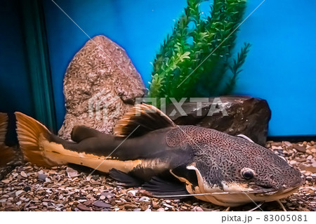 A huge catfish Pimelodidae swims in the aquarium. Underwater, selective focus, motion blur image A huge catfish Pimelodidae swims in the aquarium. Underwater, selective focus, motion blur image 83005081