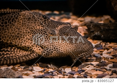 Tropical sea fish close-up on a background of coral reef. Tropical sea fish close-up on a background of coral reef. 83005127