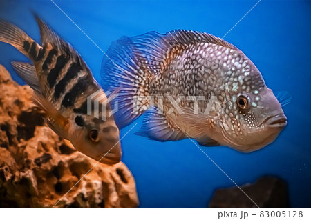 Beautiful brilliant diamond aquarium fish Herichthys carpintis in blue water. 83005128