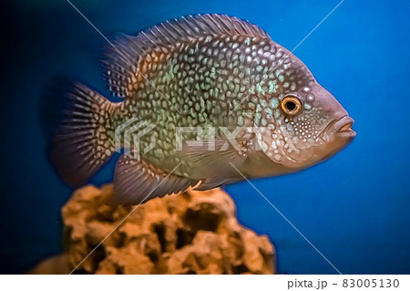 Beautiful brilliant diamond aquarium fish Herichthys carpintis in blue water. 83005130