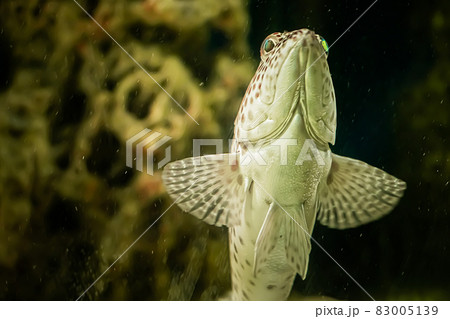 Tropical sea fish close-up on a background of coral reef. Tropical sea fish close-up on a background of coral reef. 83005139