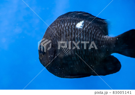 Marine tropical black fish Dascyllus trimaculatus swims in blue salt water. Soft focus. Marine tropical black fish Dascyllus trimaculatus swims in blue salt water. Soft focus. 83005141