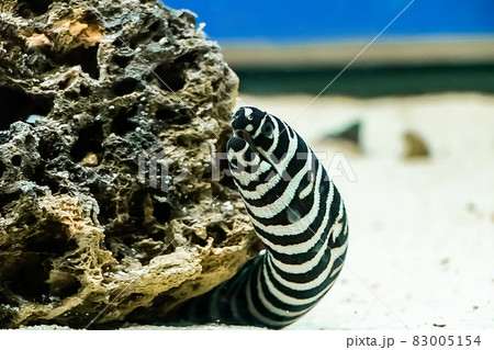 Dangerous predatory moray eel Muraena under a stone in blue water. 83005154