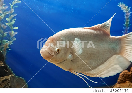 Closeup beautiful white freshwater fish Osphronemus goramy swims in blue water. Underwater, soft focus Closeup beautiful white freshwater fish Osphronemus goramy swims in blue water. Underwater, soft focus 83005156