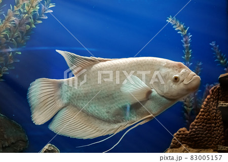 Closeup beautiful white freshwater fish Osphronemus goramy swims in blue water. Underwater, soft focus Closeup beautiful white freshwater fish Osphronemus goramy swims in blue water. Underwater, soft focus 83005157