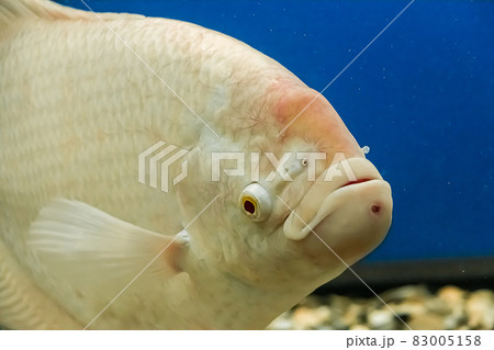 Closeup beautiful white freshwater fish Osphronemus goramy swims in blue water. Underwater, soft focus Closeup beautiful white freshwater fish Osphronemus goramy swims in blue water. Underwater, soft focus 83005158