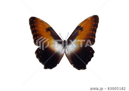 Exotic insects (butterflies, beetles, spiders, scorpions) isolated on white background. Beautiful exotic brown butterfly isolated on white background 83005182