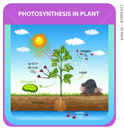 Process of photosynthesis in plant 83005327