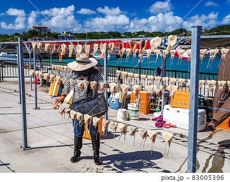 トビイカの天日干し トビイカの天日干し 83005396