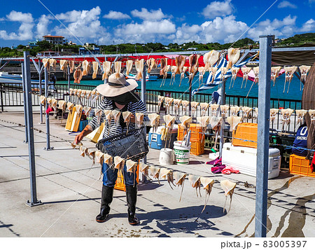 トビイカの天日干し 83005397