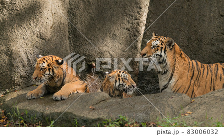 水浴びするアムールトラの親子 83006032