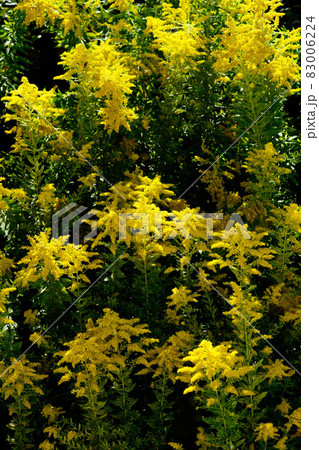 背高泡立草(せいたかあわだちそう) 背高泡立草(せいたかあわだちそう) 83006224