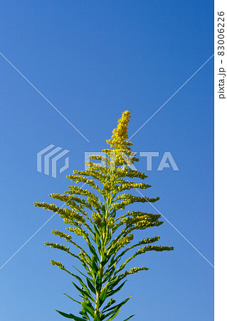 背高泡立草(せいたかあわだちそう) 83006226