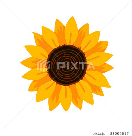 Sunflower. Yellow summer flower. Botanical floral cartoon illustration. Sunflower. Yellow summer flower. Botanical floral cartoon illustration. 83006617