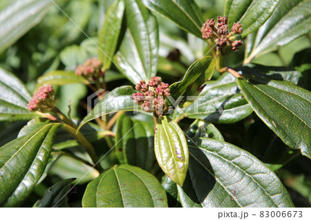 ビバーナムダビディの蕾 83006673