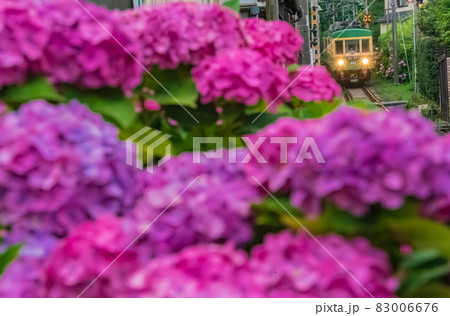 江ノ電と紫陽花 83006676